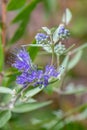 Bluebeard Caryopteris clandonensis Heavenly Blue, flowers in the sun